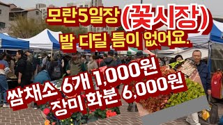 모란 꽃시장 엄청난  인파로 발디딜틈이 없어요, 쌈채소 6개 천원