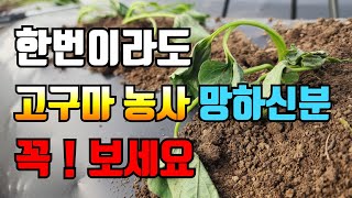 이대로만 하면 고구마 농사 절대 망하지 않습니다.