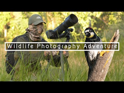 Woodpeckers in a Valley Forest | WILDLIFE PHOTOGRAPHY ADVENTURE