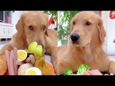 【毛孩子的日常】狗子吃飯啦#萌宠#可爱 #可爱到爆炸 #狗子#干饭 #干饭狗的日常 #干饭王 #funny #搞笑