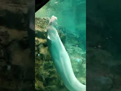 フレンドリーな　ベルーガのナナちゃん