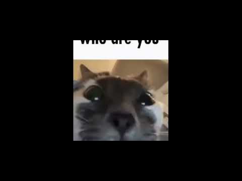 Silly Cat Videos With Low Quality Deltarune Music in the Background