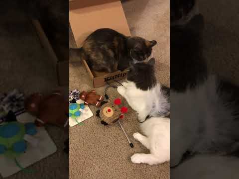 Coosie and Cali's KitNip Box Better Quality
