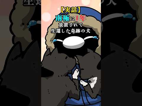 【実話】南極に1年放置されて生還した奇跡の犬【アニメ】#テイペン #plottアニメ