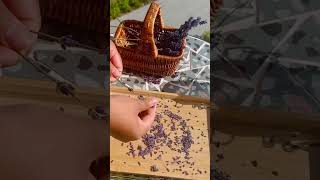 Making lavender tea from Garden in Bad Goisern |guddichhantyal| #nepalisong #buttertea #tealeaves