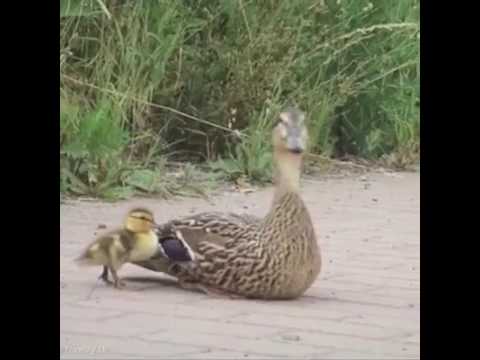 Baby Ducklings Rescued!! AMAZING