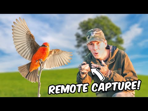 Wildlife Photography Magic w/ a Remote