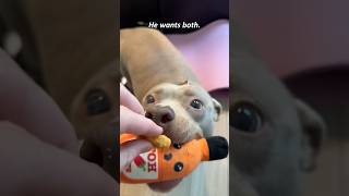 They’re just hungry 🤤 #funny #funnypets #dog #doggielife #funnydogs #dogvideos #pets #animallife