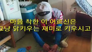 토종닭 키우기