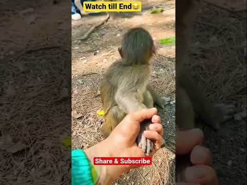 Most Funny Monkey Prank Ever#shorts#punjab#india#comedy#monkey#hollywood#usa#viral#animals#lol