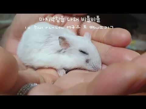 시루야 잘자