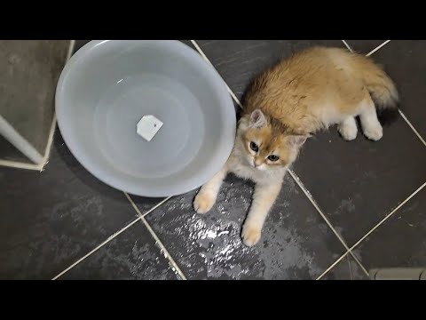 5개월 고양이 골디의 일상 브이로그 #시골여자 #개냥이 #수속성 고양이 #브리티쉬골드 #고양이브이로그