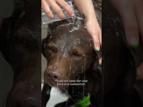 An uncommon working Retriever