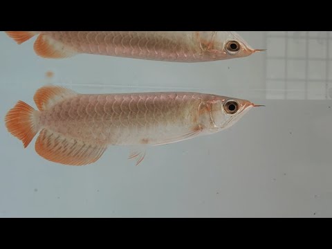Stunning Indo Super Red 6016| Top Quality Arowana for Sale | Find Your Perfect Aquarium Fish Today