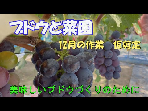 ブドウと菜園　12月の作業　仮剪定