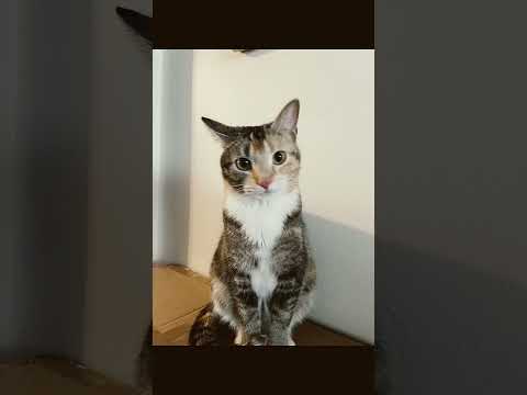 watch my youngest cat grow up