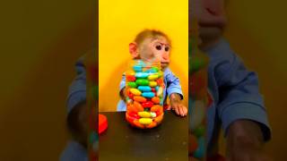 Kiki Monkey eat candy | cute baby monkey #babymonkey #kudoanimal #trending #monkeykiki #viral #trend