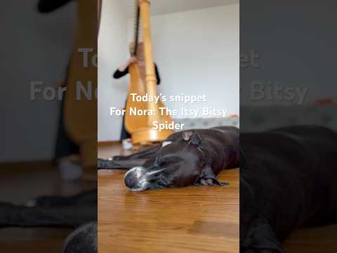 Today’s snippet 🎶🕷️🕸️ #harp #itsybitsyspidersong #musician