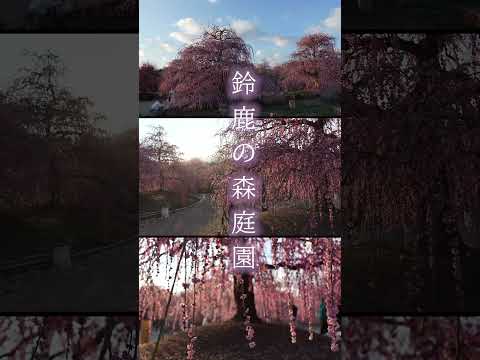 絶景、鈴鹿の森庭園の様子（2025年03月20日）