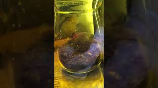 鱂魚產卵繁殖