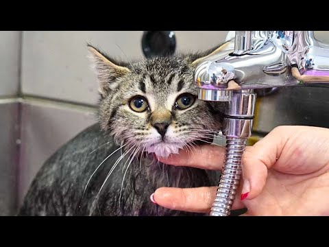 Two Adorable Stray Tabby Kittens Get Their First Bath