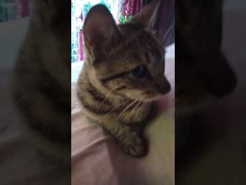 Petting a cute calm Cat | Cat loaf |