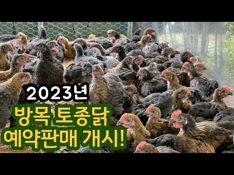 방목 토종닭 예약판매 시작합니다 복날 토종닭 삼계탕 백숙 -귀농 닭키우기