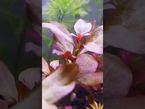 Fotosentez çoşkusu başladı