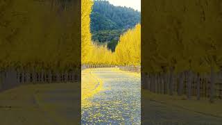 Fall creeps in slowly, but the chill hits suddenly  A rain reveals the depth of autumn, emotions