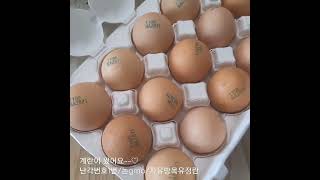 22.11.9.난각번호1번논지엠오자유방목유정란