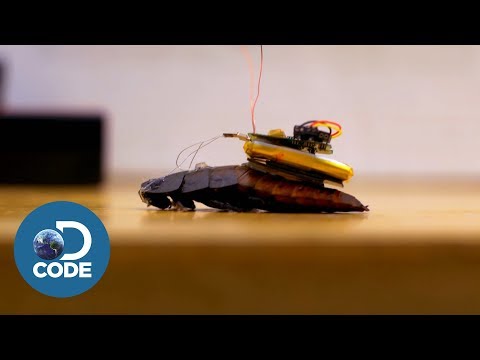 Cockroach and Brain Cell Hacking