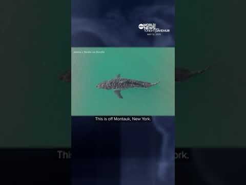 New drone video shows a great white shark spotted off Long Island