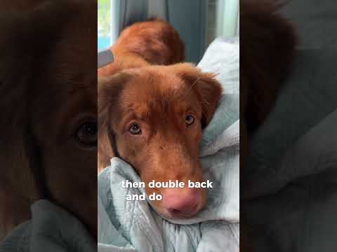 Fox’s tutorial on how to convince your human to share their snacks #toller #dogtutorial #dogshorts