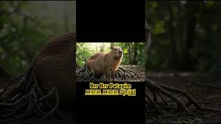 카피바라 버전#봄바르디로크로코딜로 #리릴리라릴라 #브르르브르르파타핌 #퉁퉁퉁사후르