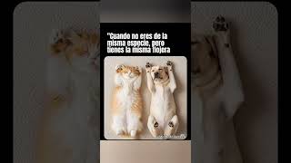 Así de simple #dogs #dog #pets #puppy #peludo #animals #mascotas#pet#shorts#shortsvideo #amor