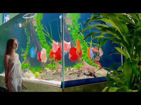 Revel in the Harmonious Beauty of the Planted Discus Fish Tank