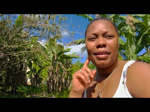 JAMAICAN VLOG | DRINKING COCONUT WATER FOR BREAKFAST | SISTER CLEANING THE CHICKEN CUB COUNTRY LIFE