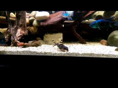 Synodontis decorus