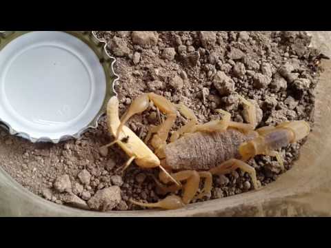 Scorpion Eating Grasshopper - part 1