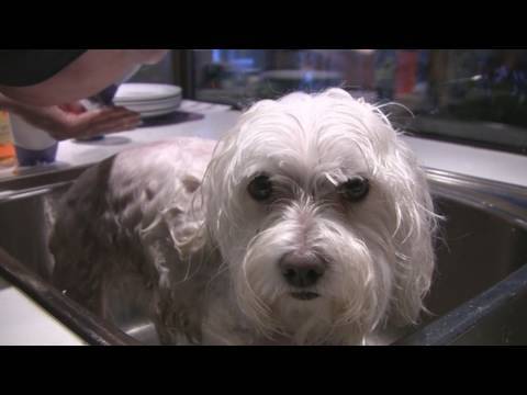 William Gets a Bath (in HD)