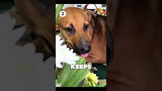Heartbreaking Dog Moments That’ll Make You Cry #shorts