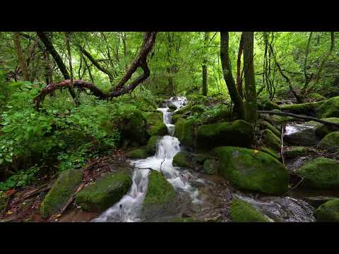Hypnotic Nature Sounds to overcome insomnia, relieve stress, relax your mind