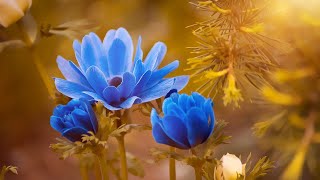 1Hour Relaxing Music: Meditation Music, Relaxing Music•Soft Paino, Relaxation Music¶2423