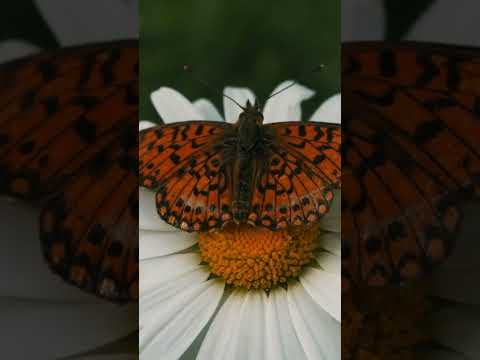 Did You Know Butterflies Taste with Their Feet. #didyouknow  #butterflyfacts  #animalfacts  #shorts