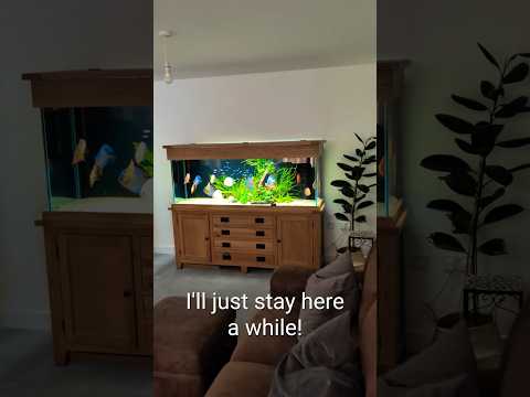 I love looking after this Discus aquarium! The only problem is now I want a Discus! #fishtank