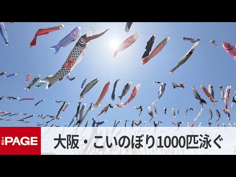 立夏の大阪　こいのぼり約1000匹、青空に泳ぐ　高槻・芥川（2025年5月5日）