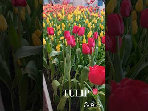 #ทิวลิป⚘️⚘️⚘️#Tulip #ภูโตชวนเที่ยว