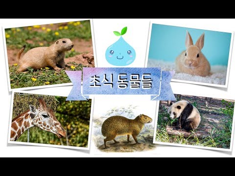 herbivore, giraffe, rabbit, panda, prairie dog, agouti