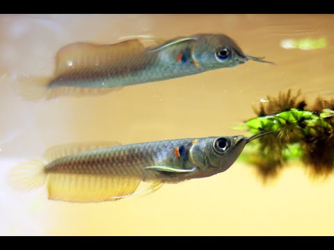 Best Top 10 Baby Arowana Fish Feeding | Small Arowana Feeding