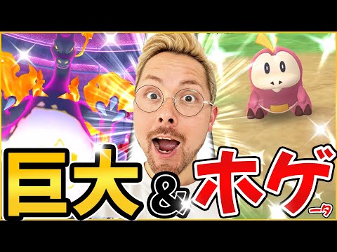 キョダイ！？ホゲータ！色違い！XXL！！100％！！！！いきなり100ダッシュ！？【ポケモンGO】